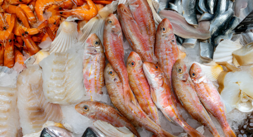 Guardia Costiera: Maxi-sequestro di pesce illegale nel Nord Italia